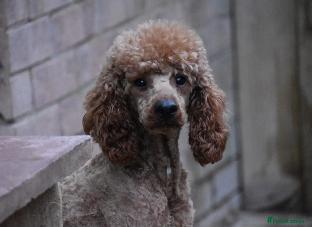 Miniature Poodle dogs for sale: 2 Years Old Miniature Poodle Male - Advert 1