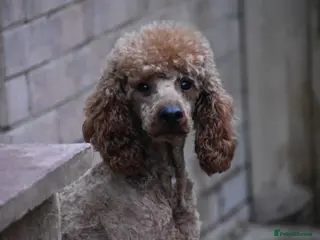 Miniature Poodle dogs 2 Years Old Miniature Poodle Male - Advert 4