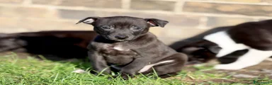 Mixed Breed 5