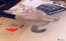 British Shorthair cats for sale: British short hair Cats - Advert 6