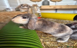 French Lop rabbits for sale: 5 adorable lop eared rabbits for sale! - Image 2