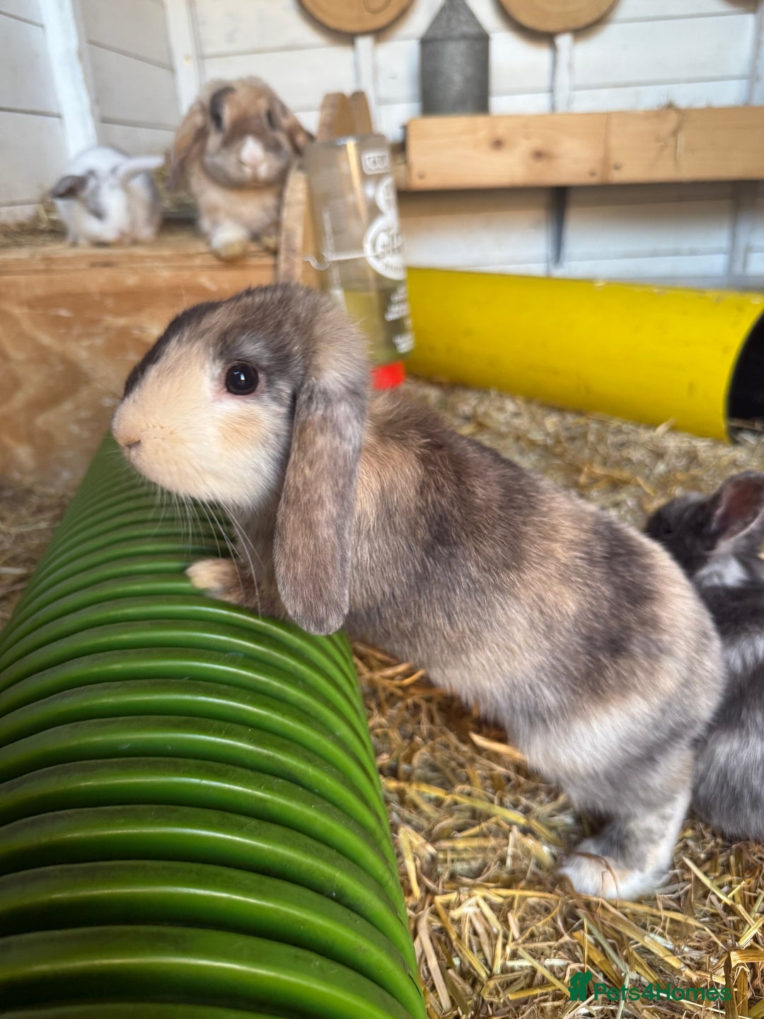 French Lop rabbits for sale: 5 adorable lop eared rabbits for sale! - Image 2