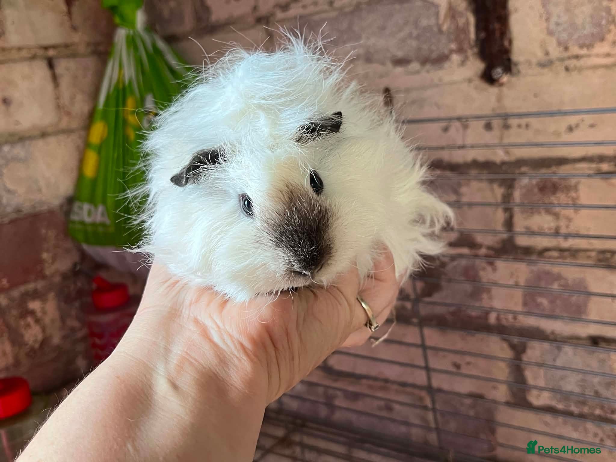 Guinea Pig rodents Beautiful mixed litter of Lunkarya babies  - Advert 1