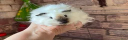 Guinea Pig rodents for sale: Beautiful mixed litter of Lunkarya babies  - Advert 1