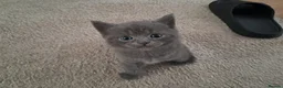 Mixed Breed cats for sale: Mixed Breed (British Shorthair/Domestic) - Advert 18