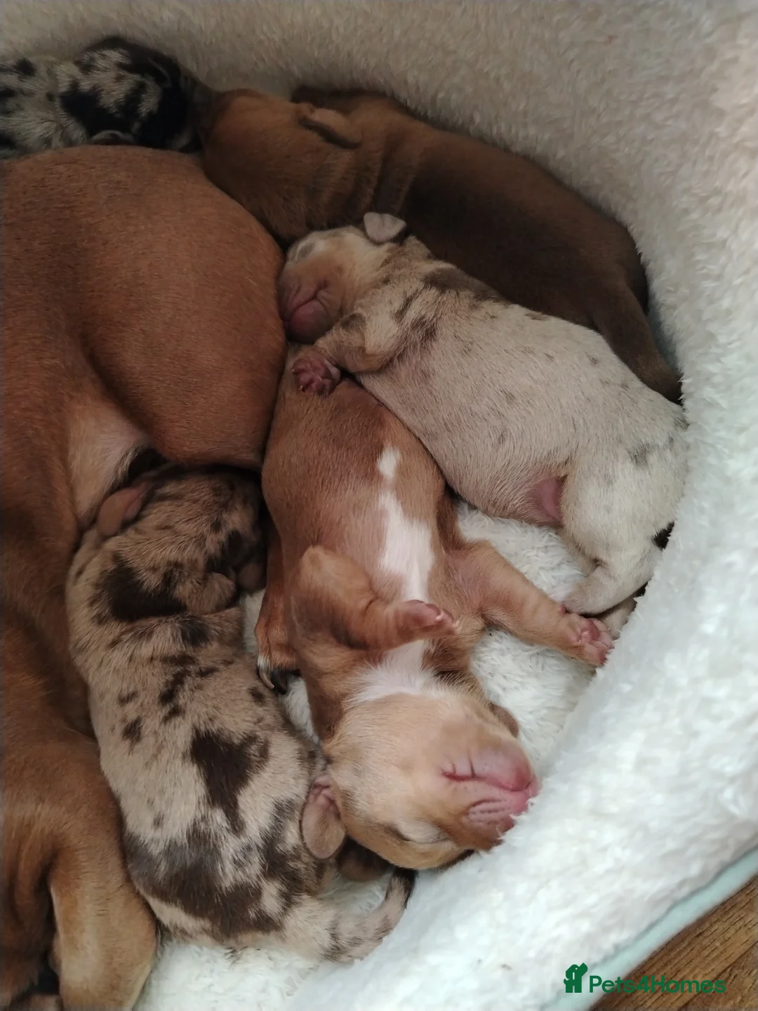 Dachshund dogs for sale: Miniture /dapple dashound puppys in Batley - Advert 3