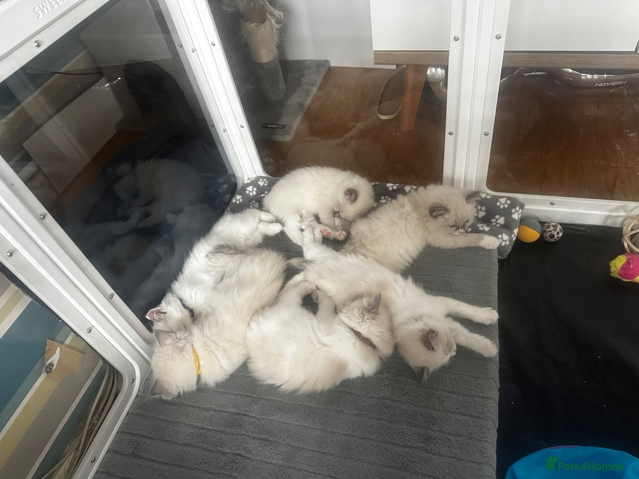 Ragdoll cats Beautiful Purebred Ragdoll Kittens - Advert 13