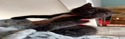 Mixed Breed cats for sale: 🐾 Beautiful Black Kittens 🐾 - Advert 5