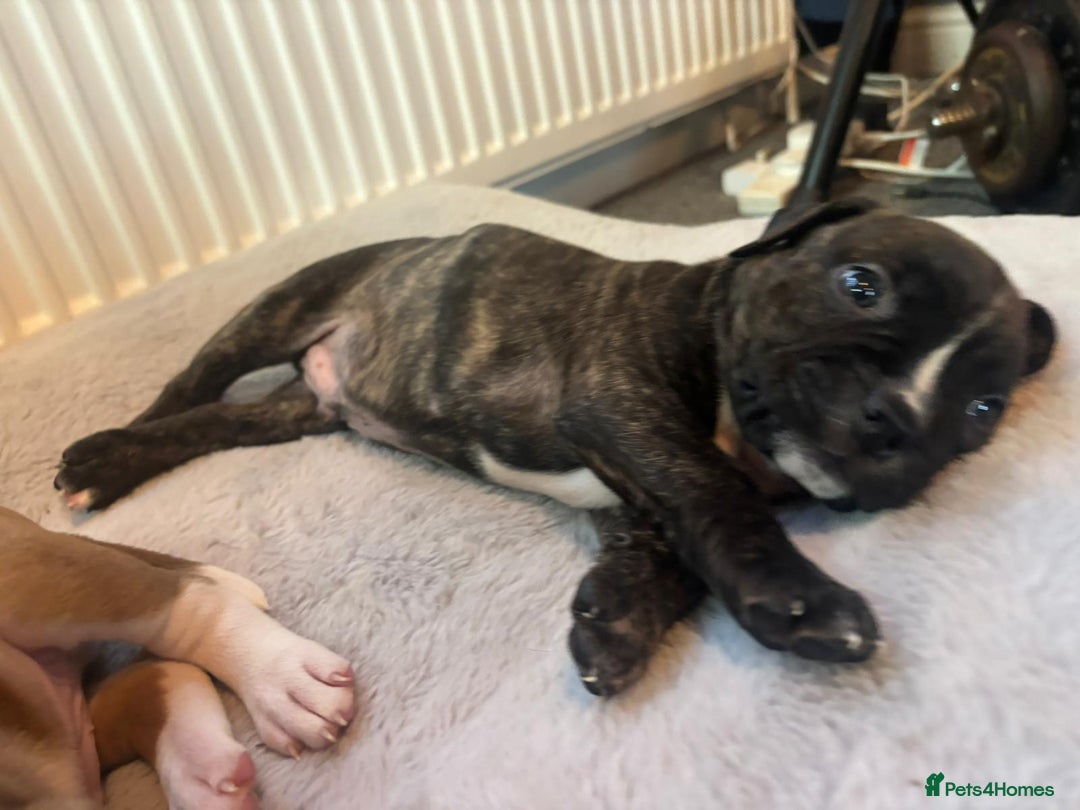 American Bulldog dogs for sale: American bulldog pups for sale - Advert 16