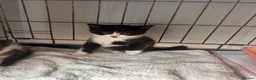 Mixed Breed cats for sale: Siamese x ragdoll x Maine coon kittens  - Advert 9