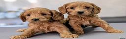 Cockapoo dogs for sale: Licensed breeder, health tested F1 cockapoos - Advert 34