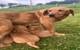 Goldador dogs for sale: Beautiful Chunky Goldador Puppies - Image 7