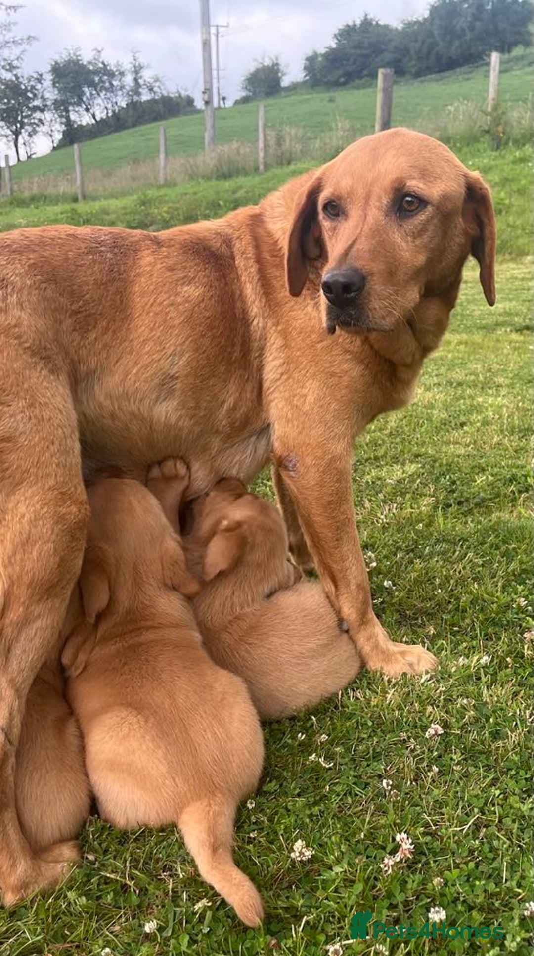 Goldador dogs for sale: Beautiful Chunky Goldador Puppies - Image 7