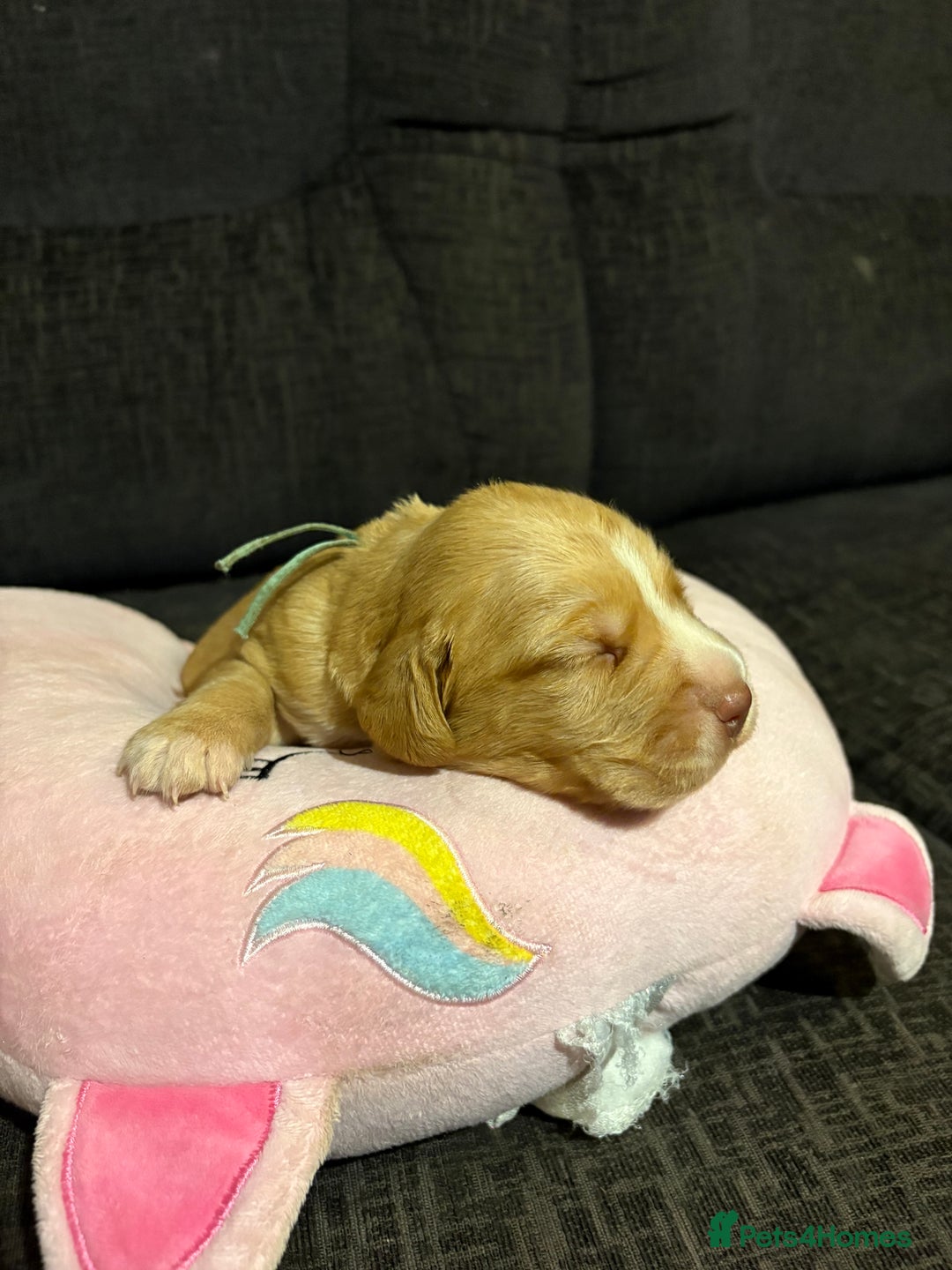 Cockerdor dogs for sale: Cockerdors  - Advert 8