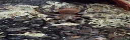 Tarantulas invertebrates for sale: 💥💥Mature & juvenile tarantulas 💥💥 - Advert 4
