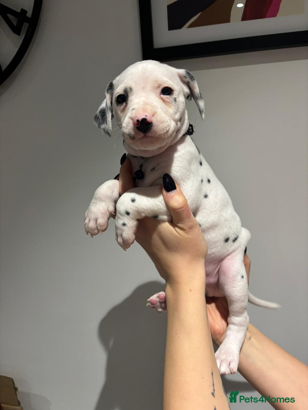 Dalmatian dogs for sale: Dalmatians for Sale (Last 2 Boys Left) - Advert 23