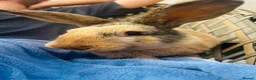English Lop rabbits for sale: Peter & Benjamin in Northallerton - Advert 2