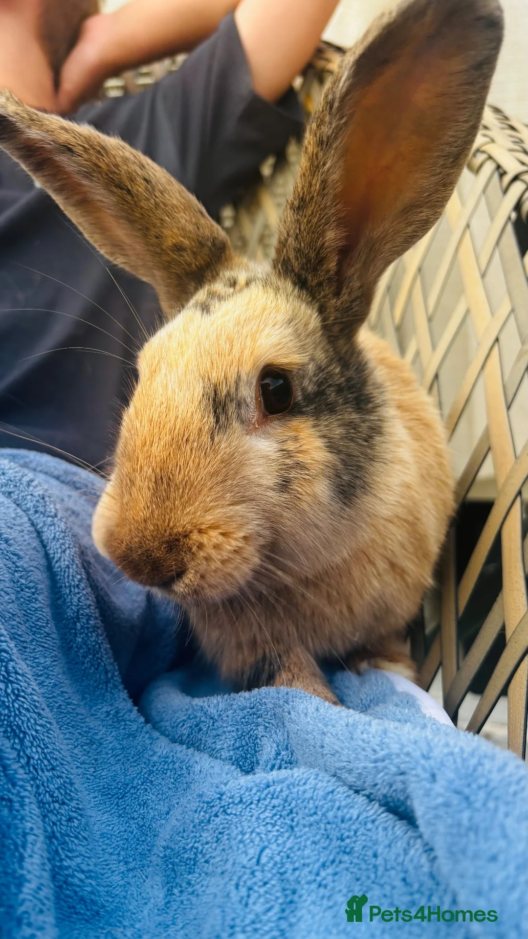 English Lop rabbits for sale: Peter & Benjamin in Northallerton - Advert 2