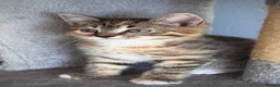 Mixed Breed cats for sale: Gorgeous kittens  - Advert 7