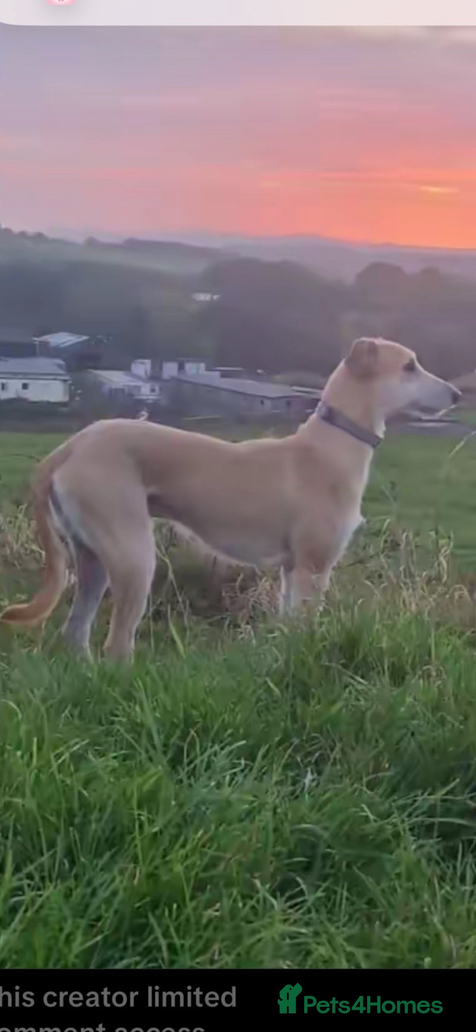 Lurcher dogs Lurcher male 2 year old  - Advert 13