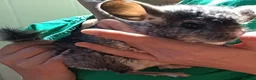 Chinchilla rodents for sale: Baby chinchillas - Advert 6