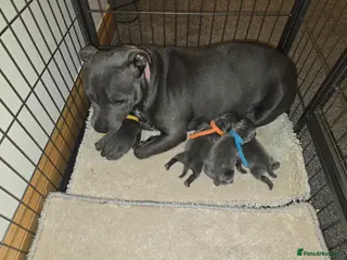 Staffordshire Bull Terrier dogs Beautiful BLUE kc registered puppies - Advert 1