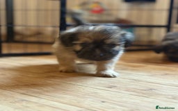Mixed Breed dogs for sale: Fluffy Frenchie x Jackapoo  - Image 17