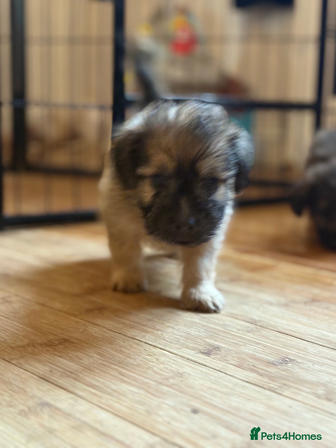 Mixed Breed dogs for sale: Fluffy Frenchie x Jackapoo  - Image 17
