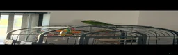 Parrots birds for sale: 10 month old blue fronted amazon in Bournemouth - Advert 2