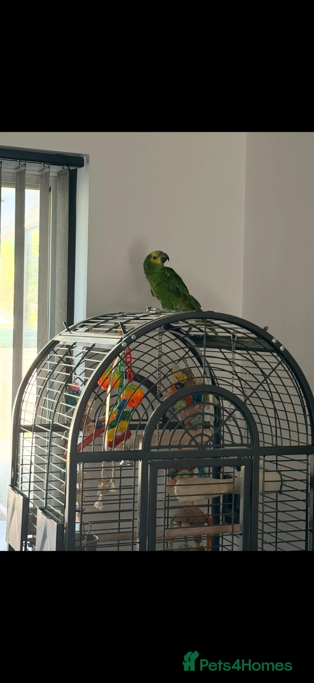 Parrots birds for sale: 10 month old blue fronted amazon in Bournemouth - Advert 2