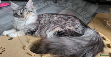 Maine Coon cats - Advert 6