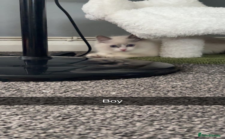 Ragdoll cats - Advert 2