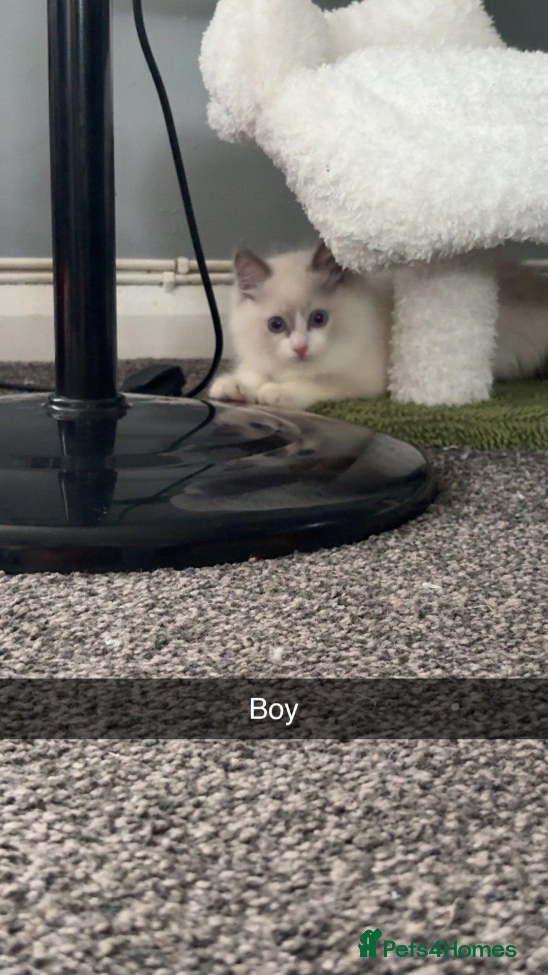 Ragdoll cats for sale: Ragdoll kittens - Image 2