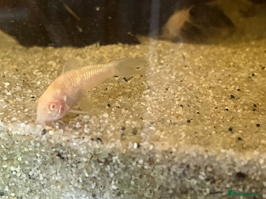 Corys fish for sale: Albino corys. Beautiful iridescent colour - Image 6