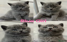 British Shorthair cats for sale: 💙GCCF BSH Kittens🩷 - Image 4