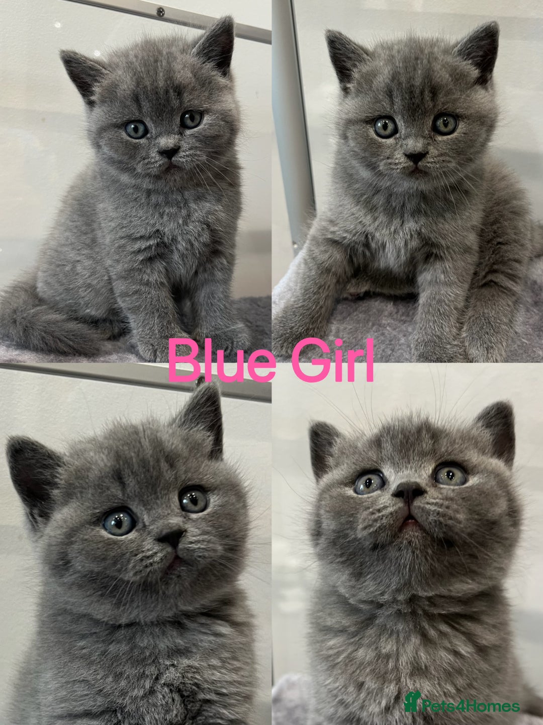 British Shorthair cats for sale: 💙GCCF BSH Kittens🩷 - Image 4