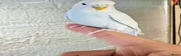 Budgerigars birds for sale: Hand Tamed Budgies - Advert 5