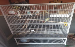 Budgerigars birds for sale:  budgies - Image 4