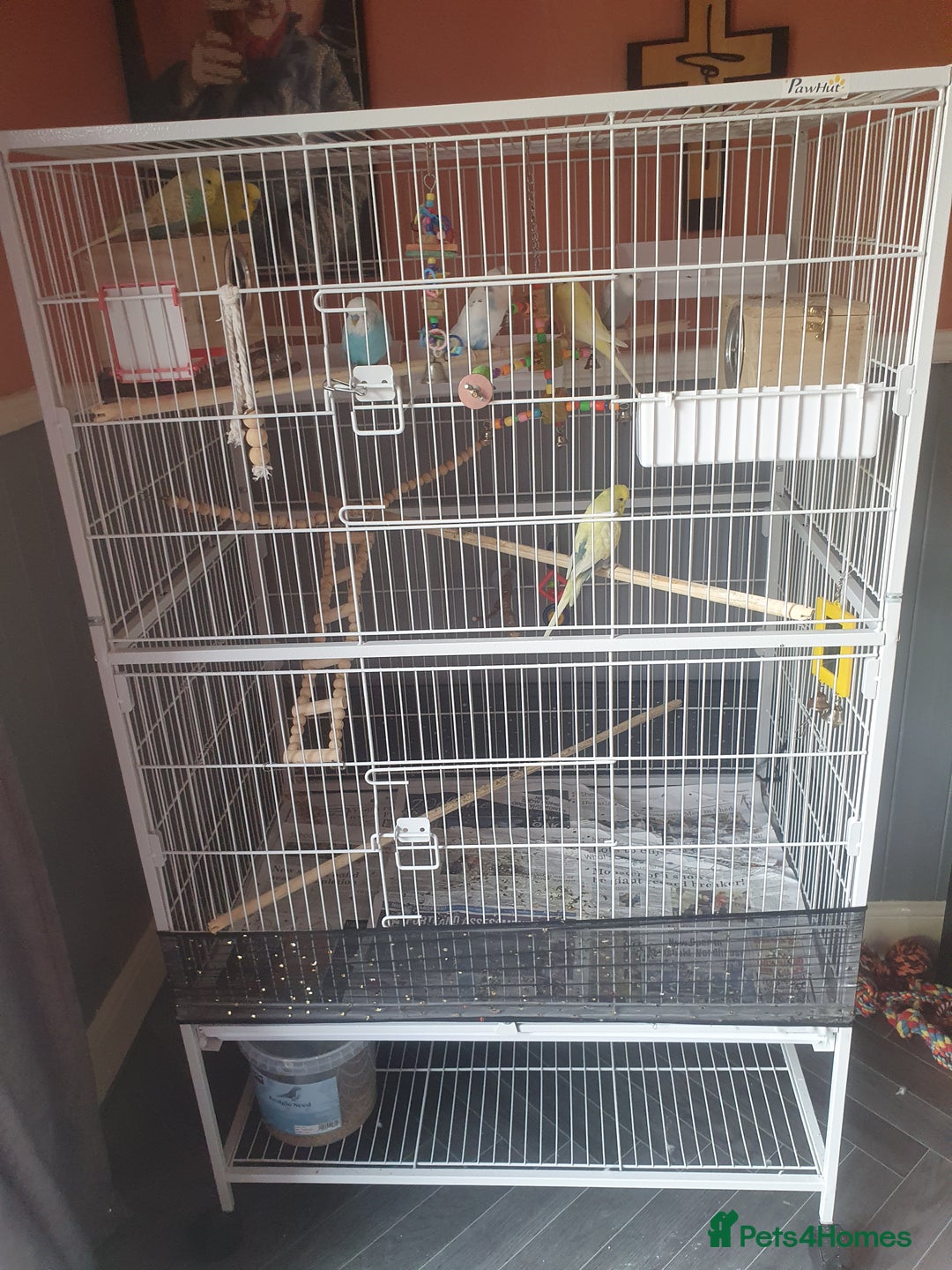 Budgerigars birds for sale:  budgies - Image 4