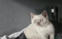 British Shorthair cats for sale: British Shorthair Kittens in Bradford - Image 17
