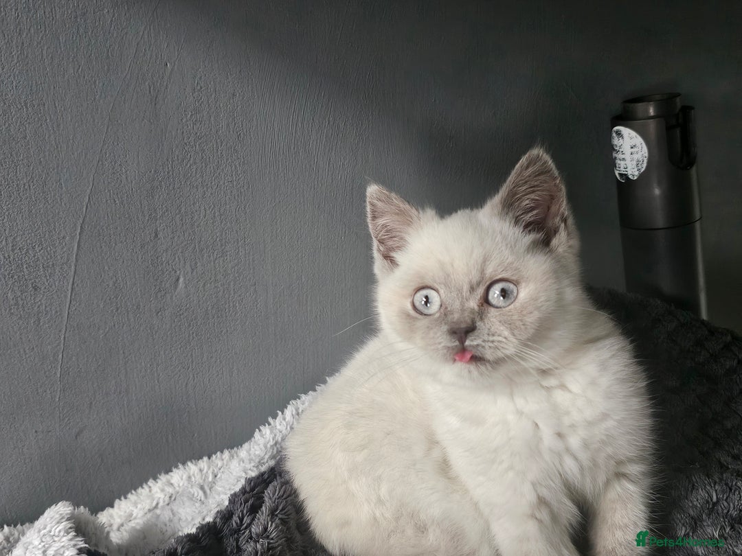 British Shorthair cats for sale: British Shorthair Kittens in Bradford - Image 17