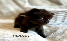Persian cats for sale: Absolutely Stunning litter of Persian/Ragdolls - Image 26
