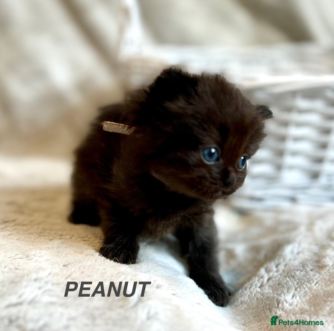 Persian cats for sale: Absolutely Stunning litter of Persian/Ragdolls - Image 26