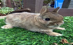 Netherland Dwarf rabbits for sale: Pure Netherland Dwarf - Image 10