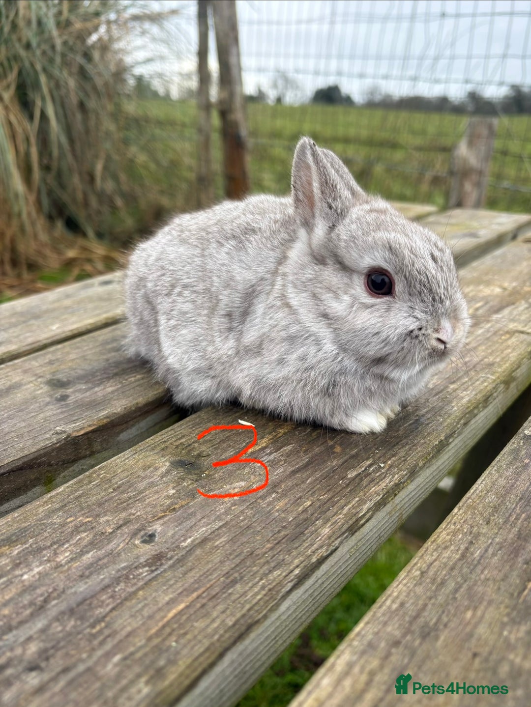 Netherland Dwarf rabbits for sale: Three beautiful Netherland dwarf babies  - Advert 10