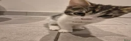 Mixed Breed cats for sale: Cute tabby kittens ready to go to their new homes - Advert 6