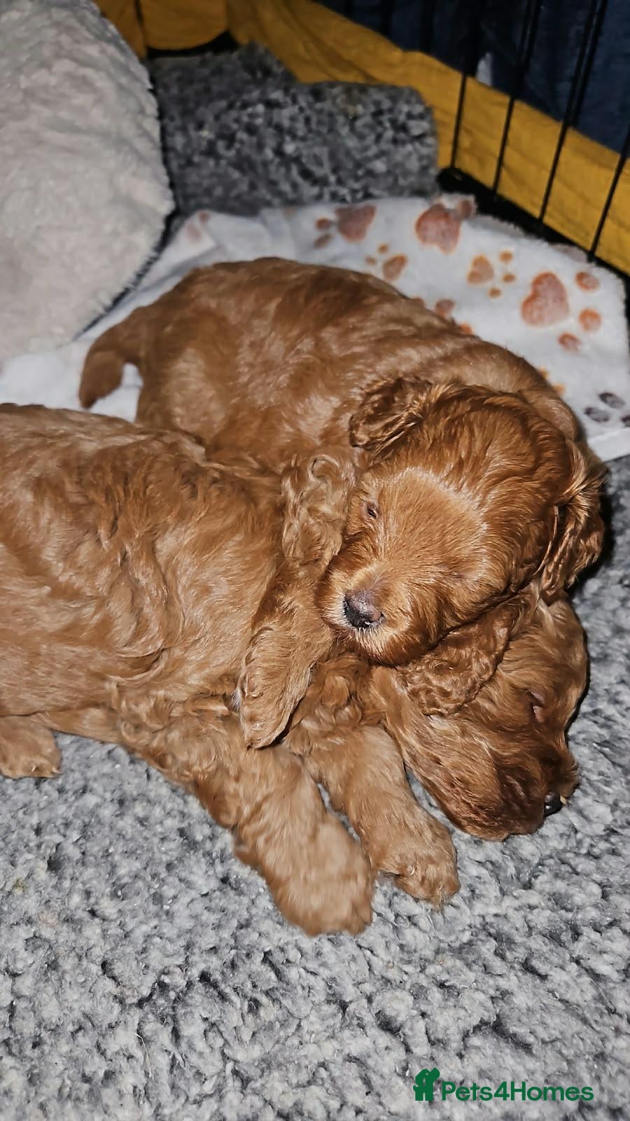 Cavapoo dogs Beautiful Cavapoo Puppies DUE NOV 7TH - Advert 1