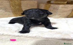 Mixed Breed dogs for sale: chunky litter of French bulldog cross cockapoo - Advert 2