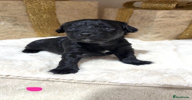 Mixed Breed dogs chunky litter of French bulldog cross cockapoo - Advert 7