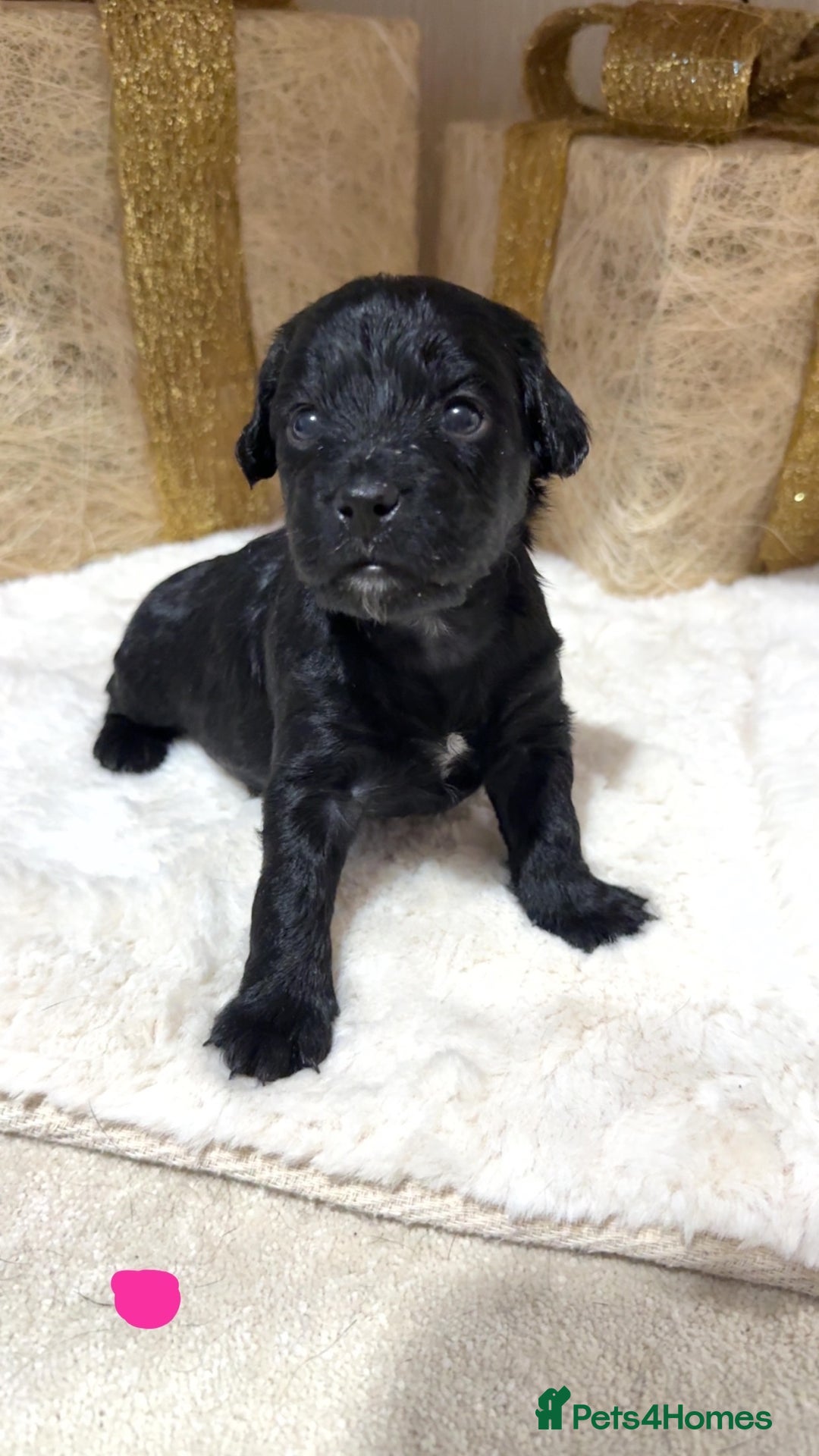 Mixed Breed dogs for sale: chunky litter of French bulldog cross cockapoo - Advert 2